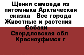 Щенки самоеда из питомника Арктическая сказка - Все города Животные и растения » Собаки   . Свердловская обл.,Красноуфимск г.